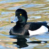 tufted duck 2011